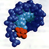 Молекулярные модели ДНК и тРНК