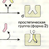 А. Коферменты: функции