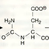 А. Аспартат—карбамоилтрансфераза: реакция