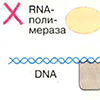 Гормональный контроль