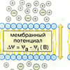 Б. Световые реакции