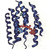 Дегидрогеназы кетокислот