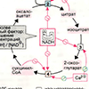 В. Регуляция цитратного цикла