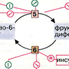 А. Биосинтез инсулина