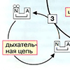 А. Деградация ненасыщенных жирных кислот