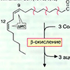 Биосинтез жирных кислот
