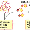 Б. Протеасомы