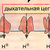 Б. Транспорт жирных кислот