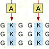 Б. Репликация в <em>Е. coli</em>