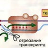 Транскрипция