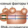 Созревание РНК