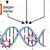Клонирование ДНК