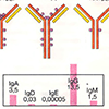 Б. Классы иммуноглобулинов