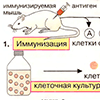 Печень: общие сведения