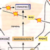 Метаболизм углеводов