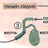 Г. Метаболические превращения желчных кислот