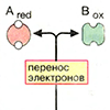 Окислительно-восстановительные процессы