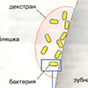 Б. Биосинтез коллагена