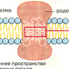 А. Энергетические потребности