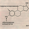 Б. Инактивация стероидных гормонов