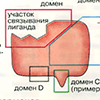 Гидрофильные гормоны