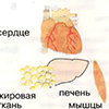 Метаболизм пептидных гормонов