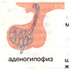 Б. Инактивация и деградация