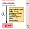 Механизм действия гидрофильных гормонов