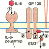 Б. Рецепторы цитокинов