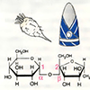 Моно- и дисахариды