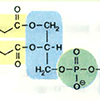 Фосфолипиды и гликолипиды