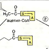 А. Ацетил-КоА как предшественник липидов