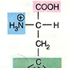 Аминокислоты: физические и химические свойства