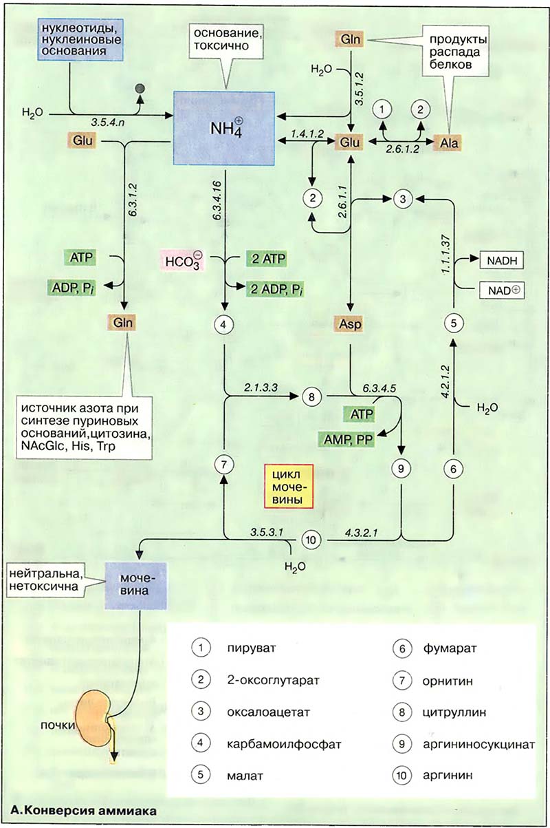 Конверсия аммиака Конверсия аммиака