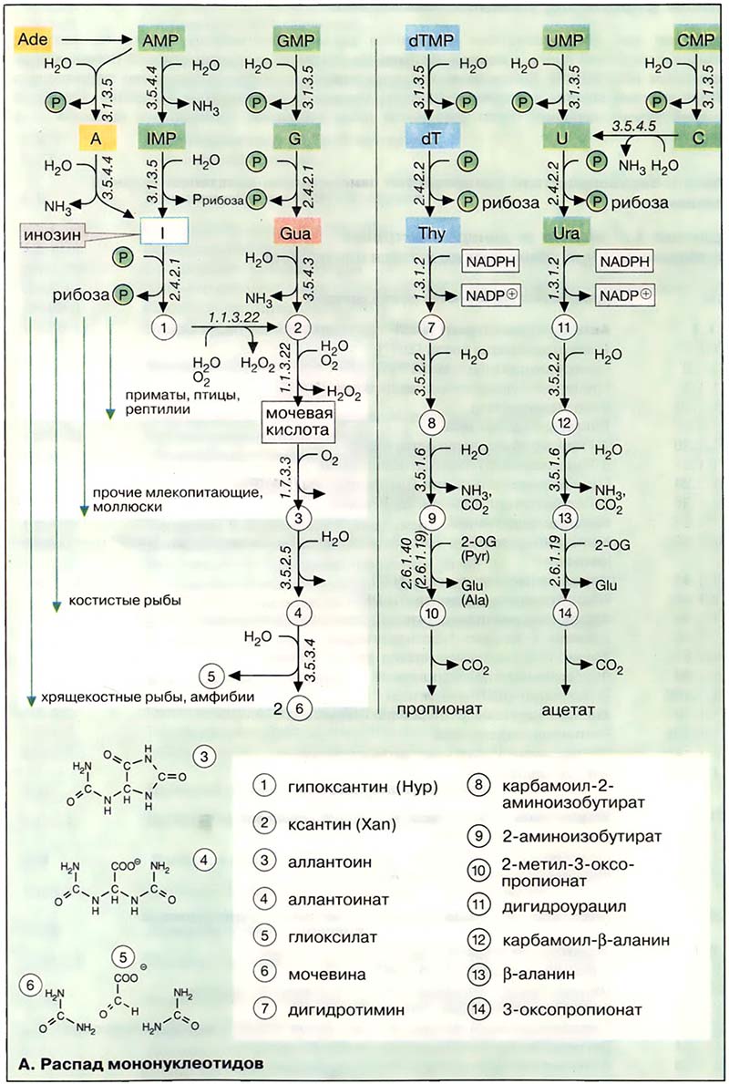 Распад мононуклетидов Распад мононуклетидов
