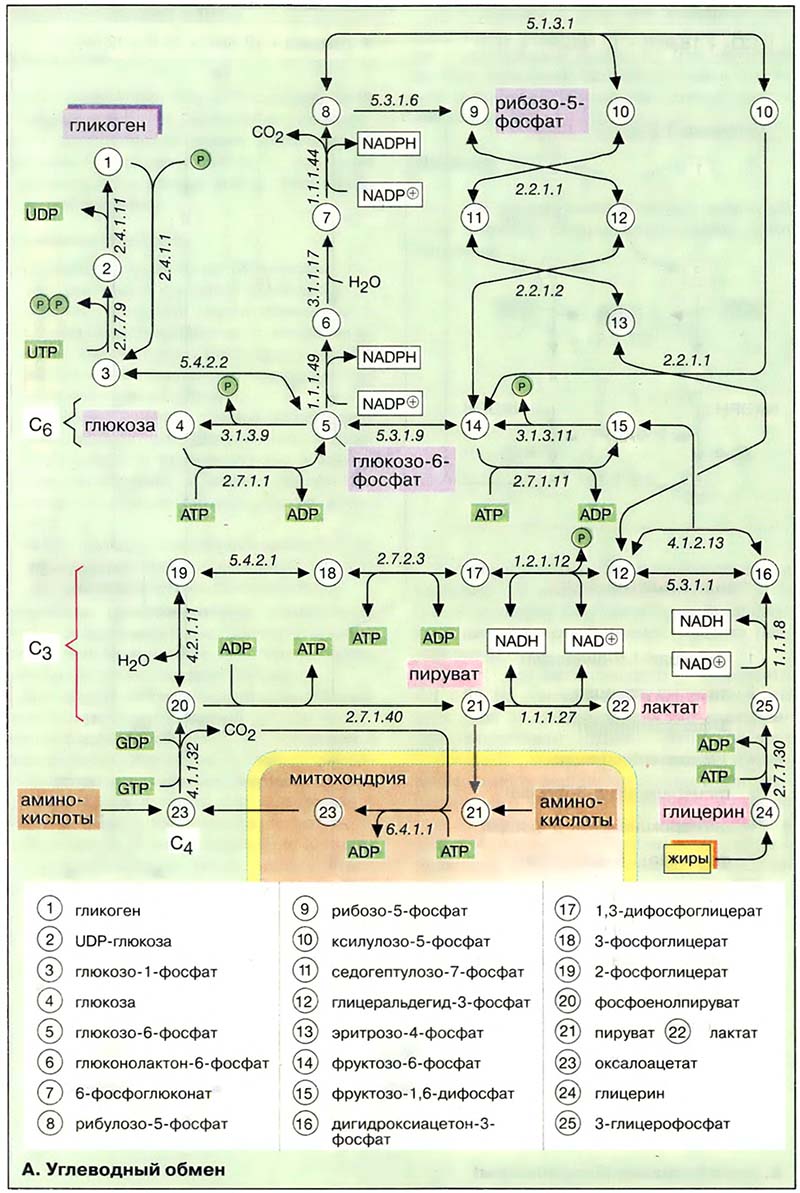 Углеводный обмен Углеводный обмен