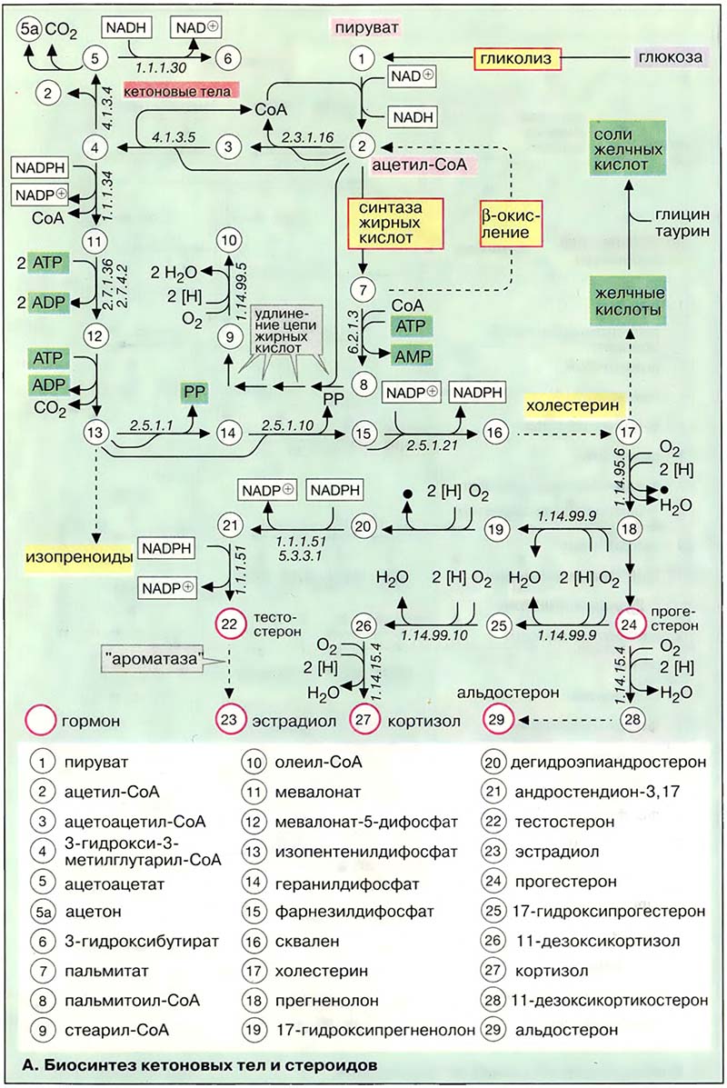 Биосинтез кетоновых тел и стероидов Биосинтез кетоновых тел и стероидов