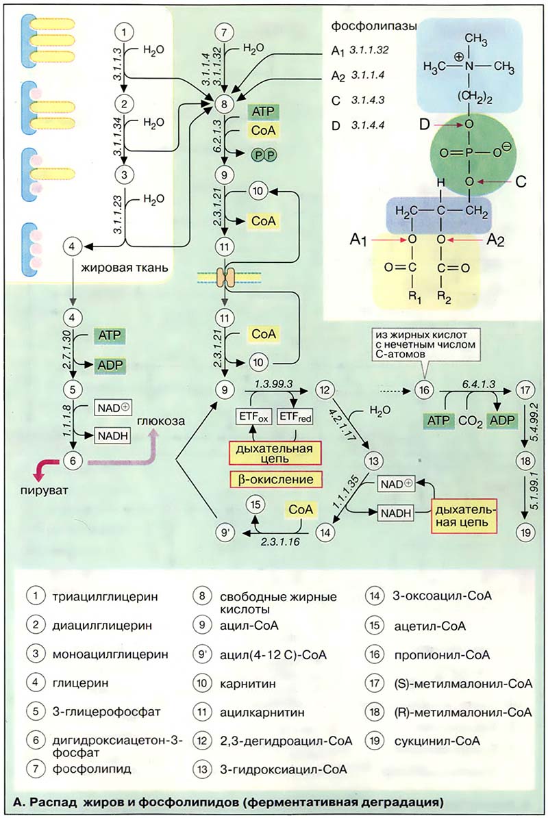 Распад жиров и фосфолипидов (ферментативная деградация) Распад жиров и фосфолипидов (ферментативная деградация)