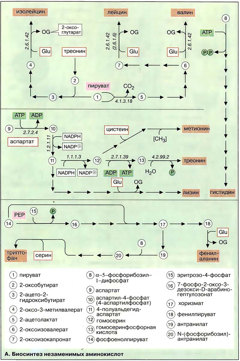 Биосинтез незаменимых аминокислот Биосинтез незаменимых аминокислот