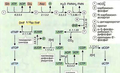 Биосинтез пиримидиновых нуклеотидов и перенос C<sub>1</sub>-фрагментов
