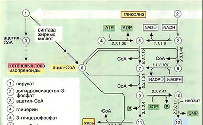 Биосинтез жиров и мембранных липидов