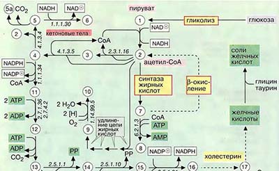 Биосинтез кетоновых тел и стероидов