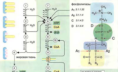 Распад жиров и фосфолипидов (ферментативная деградация)