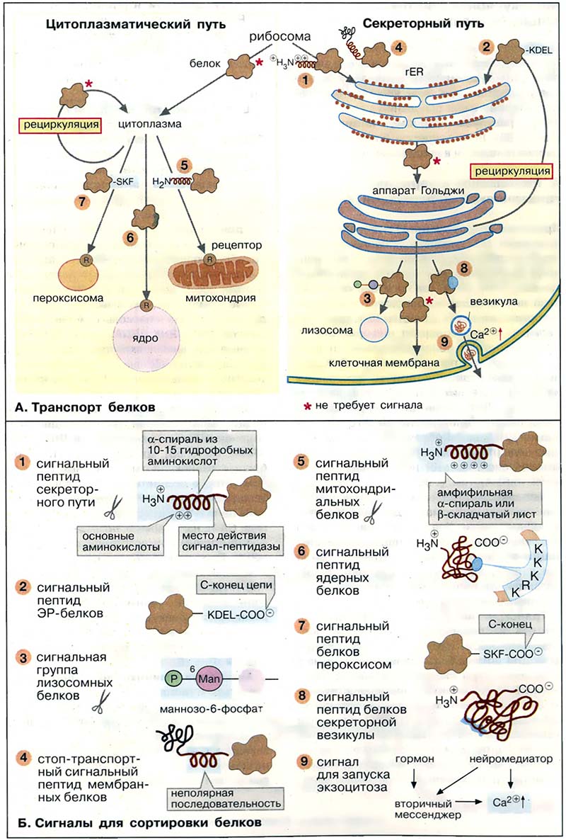 Организация клетки. Внутриклеточный транспорт / Сортировка белков Организация клетки. Внутриклеточный транспорт / Сортировка белков