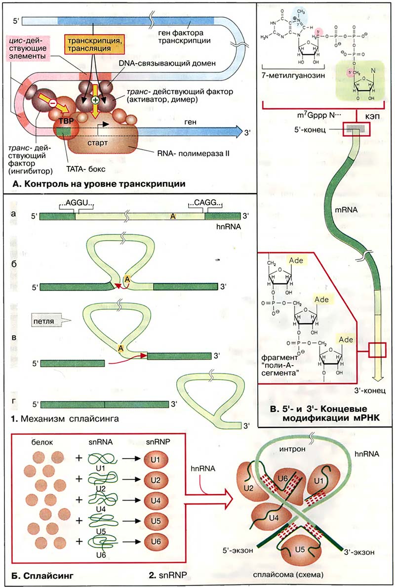 Молекулярная генетика / Созревание РНК Молекулярная генетика / Созревание РНК
