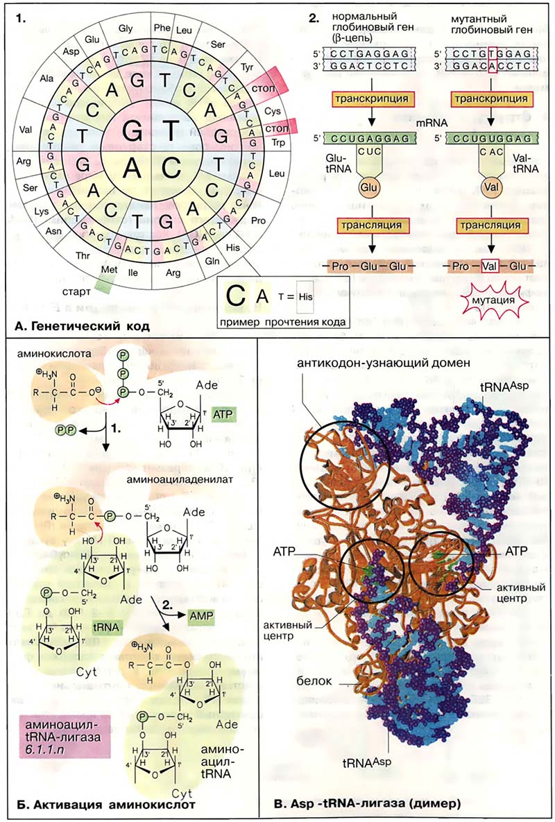 Молекулярная генетика / Генетический код, активация аминокислот Молекулярная генетика / Генетический код, активация аминокислот