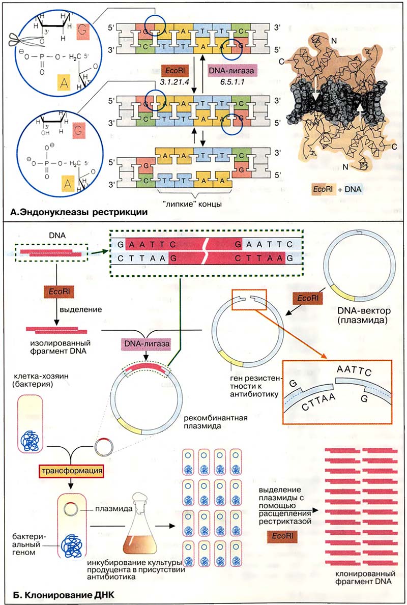 Молекулярная генетика. Генная инженерия / Клонирование ДНК Молекулярная генетика. Генная инженерия / Клонирование ДНК