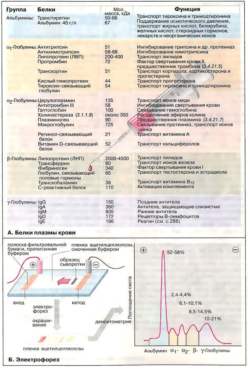 Ткани и органы. Кровь / Белки плазмы крови Ткани и органы. Кровь / Белки плазмы крови