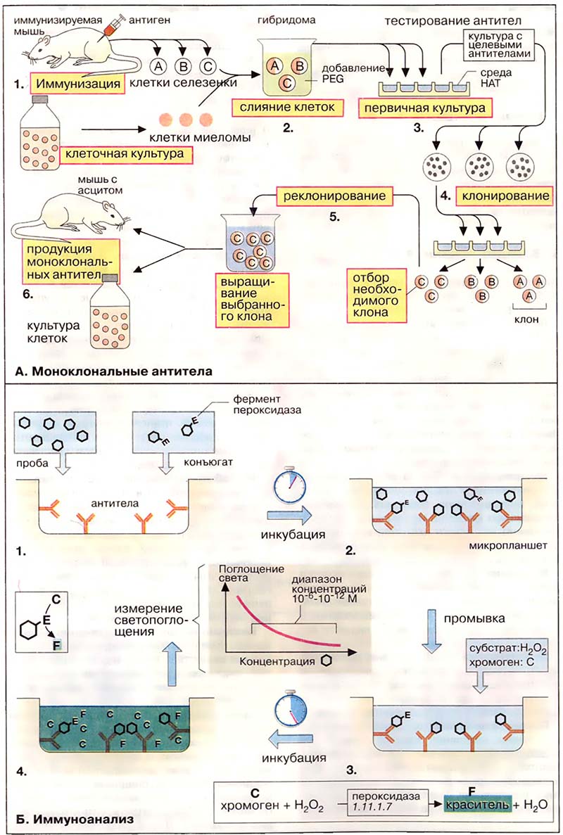Ткани и органы. Иммунная система / Моноклональные антитела, иммуноанализ Ткани и органы. Иммунная система / Моноклональные антитела, иммуноанализ