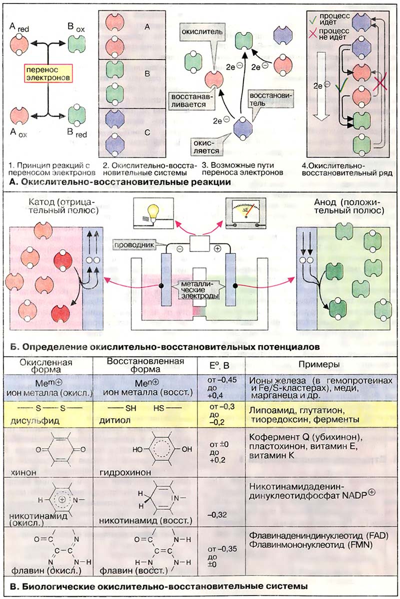 Основы биохимии. Физическая химия / Окислительно-восстановительные процессы Основы биохимии. Физическая химия / Окислительно-восстановительные процессы